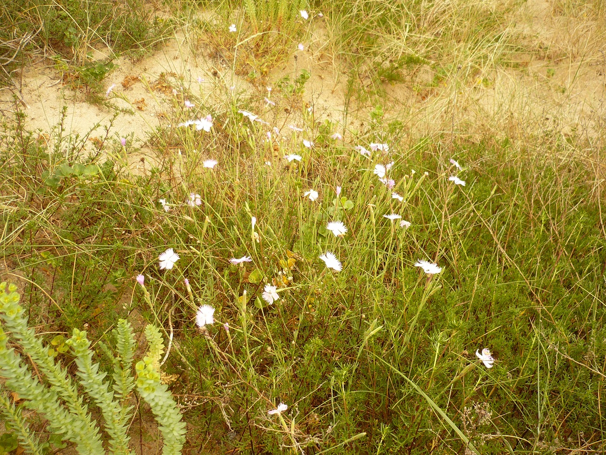 Dianthus gallicus (Caryophyllaceae)